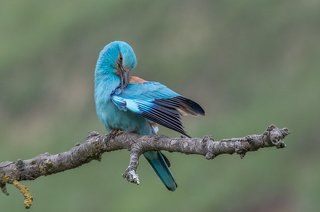 European Roller
