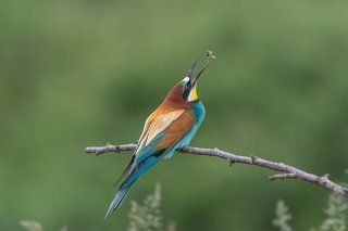 European Bee-eater