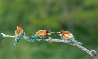 European Bee-eater