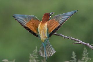 European Bee-eater
