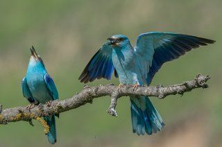 European Roller