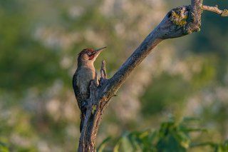 Green Woodpecker