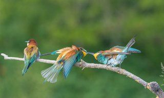 European Bee-eater