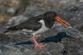 Eurasian Oystercatcher