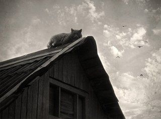 Про крышу и кота