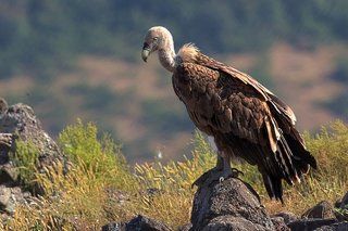 Философская рефлексия