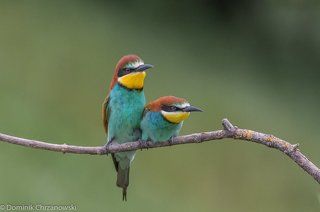 European bee-eater