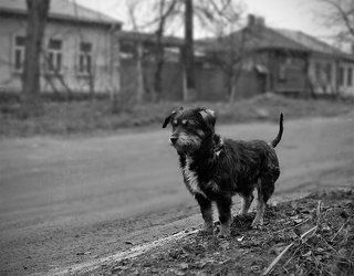 Пончик