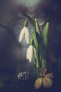 snowdrop