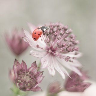 ladybug and astrantia