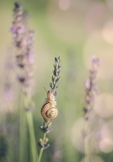 pastel snail