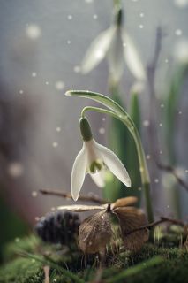 snowdrop 2