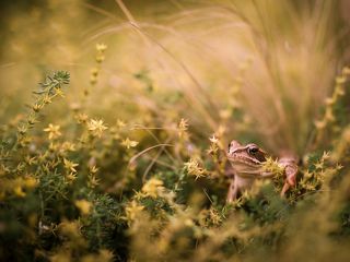 kiss the frog