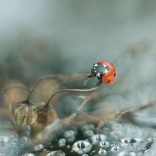 ladybird