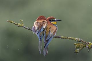 European Bee-eaters