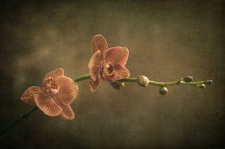 orchid