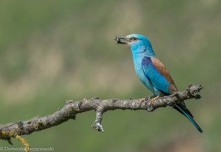 European Roller