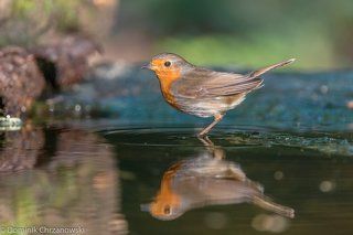 European Robin (Erithacus rubecula)