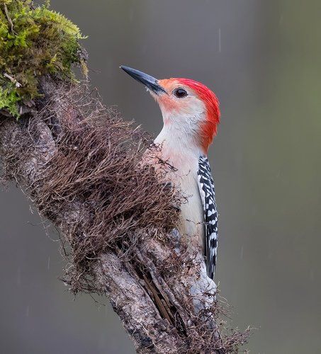 Каролинский меланерпес - Red-bellied Woodpecker