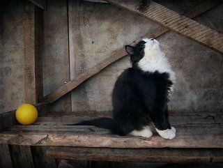 Про котенка и желтый мячик