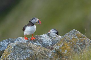 Puffin