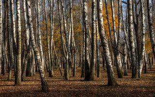 Немного об осени увядающей