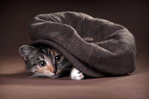 Котенок