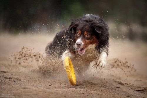 Australian Shepherd