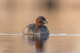 Little grebe
