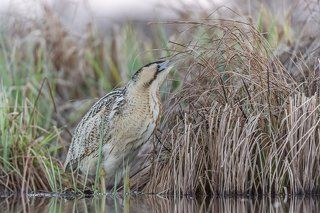 The Eurasian bittern or great bittern (Botaurus stellaris)