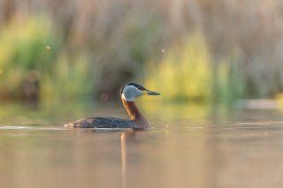 The red-necked grebe (Podiceps grisegena)