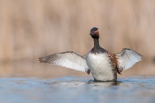 The black-necked grebe (Podiceps nigricollis)