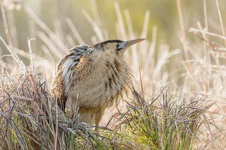 The Eurasian bittern or great bittern (Botaurus stellaris)