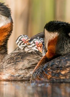 The red-necked grebe (Podiceps grisegena)