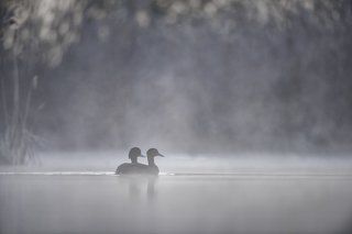 The Tufted duck (Aythya fuligula)