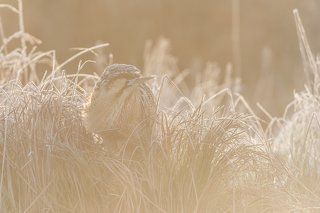 The Eurasian bittern or great bittern (Botaurus stellaris)