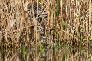 The Eurasian bittern or great bittern (Botaurus stellaris)