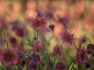 geum
