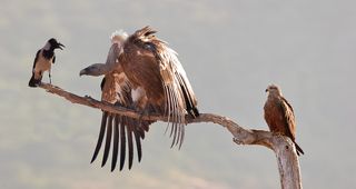 3 в 1