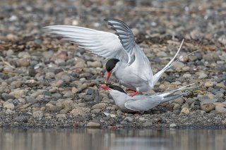 Arctic Terns (Sterna paradisaea)