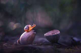 Из жизни улиток