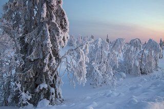 Зимние стражи