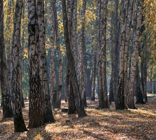 Воздух осеннего утра