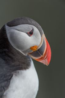 Puffin