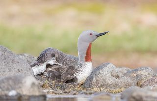 Red-throated diver (Gavia stellata)