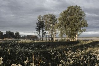Утренняя пастораль