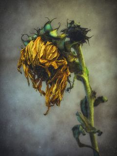 last sunflower