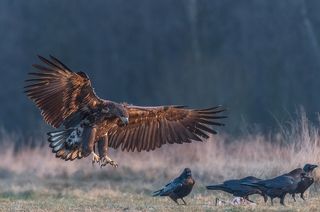 White-tailed Sea Eagle (Haliaeetus albicilla)