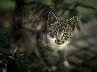 cat