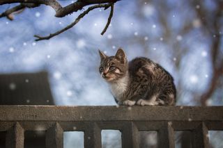 winter cat